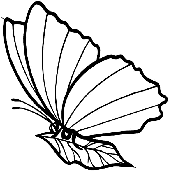Butterfly on a leaf vinyl sticker. Customize on line.      Animals Insects Fish 004-1260  